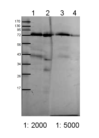 western blot using anti-TOC75 POTRA domain 1 antibodies